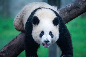 Chongqing Zoo Giant Pandas