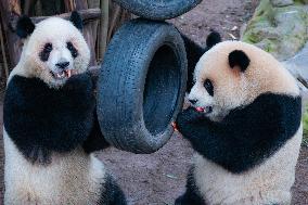 Chongqing Zoo Giant Pandas