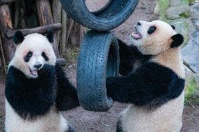 Chongqing Zoo Giant Pandas