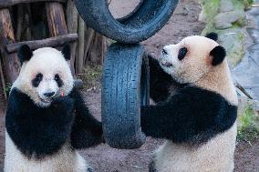 Chongqing Zoo Giant Pandas