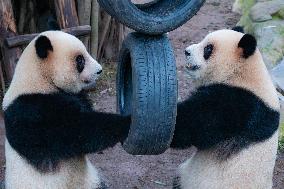 Chongqing Zoo Giant Pandas