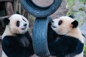 Chongqing Zoo Giant Pandas