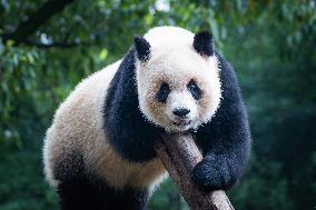 Chongqing Zoo Giant Pandas