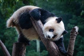 Chongqing Zoo Giant Pandas