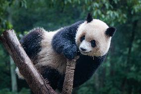 Chongqing Zoo Giant Pandas