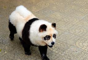 Dog Panda