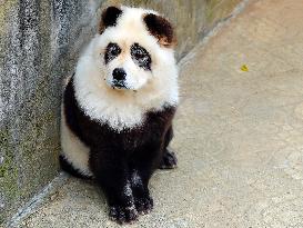 Dog Panda