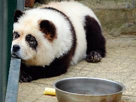 Dog Panda