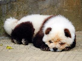 Dog Panda