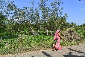 Daily Life On The Outskirts In Kolkata