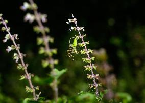 Peucetia Viridana - Green Lynx Spide R- Animal India