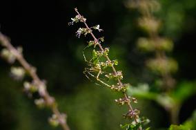 Peucetia Viridana - Green Lynx Spide R- Animal India