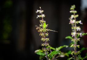 Peucetia Viridana - Green Lynx Spide R- Animal India