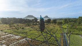 Sigiriya Rock Fortress Is One Of Most Famous Historical Monuments In Sri Lanka.