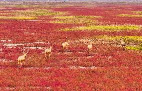 Elks Run at Wetland in Yancheng