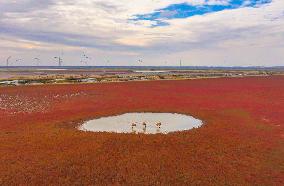 Elks Run at Wetland in Yancheng