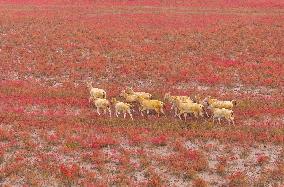 Elks Run at Wetland in Yancheng