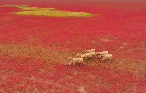 Elks Run at Wetland in Yancheng