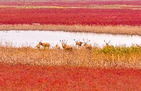 Elks Run at Wetland in Yancheng