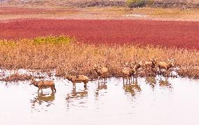 Elks Run at Wetland in Yancheng