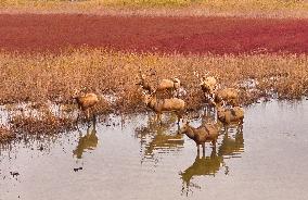 Elks Run at Wetland in Yancheng