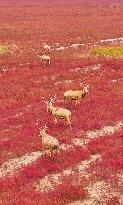 Elks Run at Wetland in Yancheng