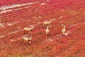 Elks Run at Wetland in Yancheng