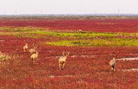 Elks Run at Wetland in Yancheng