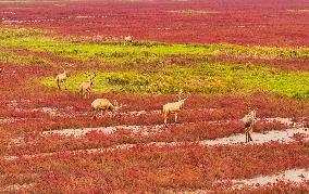 Elks Run at Wetland in Yancheng