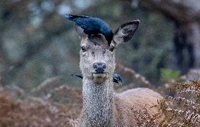 Crows Perch On A Female Red Deer - London