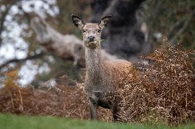 Crows Perch On A Female Red Deer - London