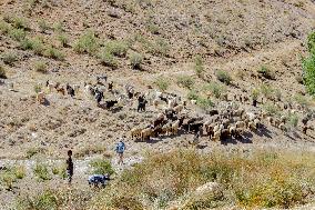 Nomadic People - Iran