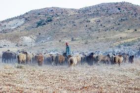 Nomadic People - Iran