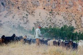 Nomadic People - Iran