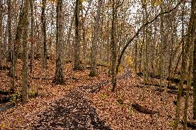 Morton Arboretum East Side