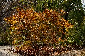 Morton Arboretum West Side