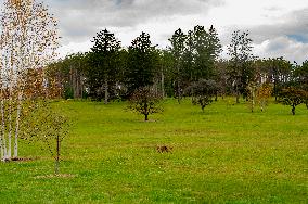 Morton Arboretum West Side