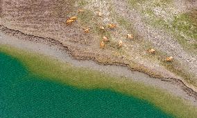 Elks Run at Wetland in Dongtai