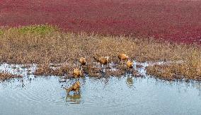 Elks Run at Wetland in Dongtai