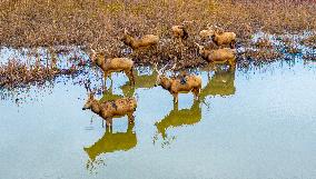 Elks Run at Wetland in Dongtai