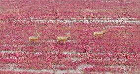 Elks Run at Wetland in Dongtai