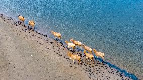 Elks Run at Wetland in Dongtai