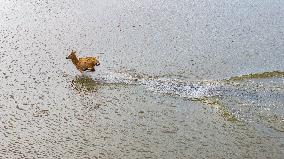 Elks Run at Wetland in Dongtai