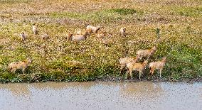 Elks Run at Wetland in Dongtai