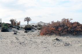 Desert Primitive Ecology in Hami