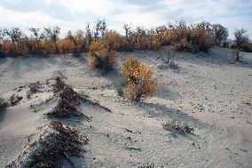 Desert Primitive Ecology in Hami