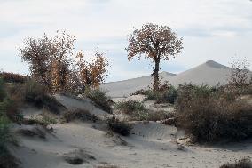 Desert Primitive Ecology in Hami