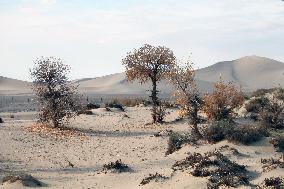 Desert Primitive Ecology in Hami