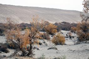 Desert Primitive Ecology in Hami