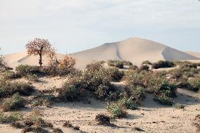 Desert Primitive Ecology in Hami